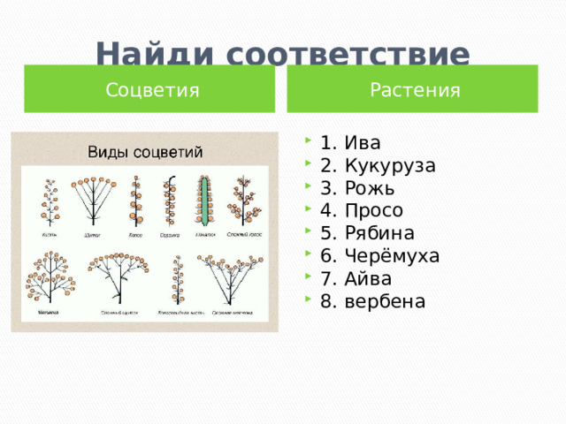 Тип соцветия земляники