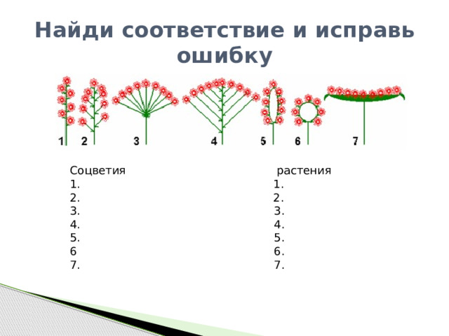 Тип соцветия подсолнечника