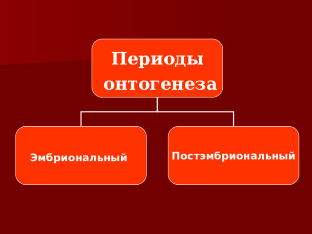  Периоды  онтогенеза  Эмбриональный  Постэмбриональный 