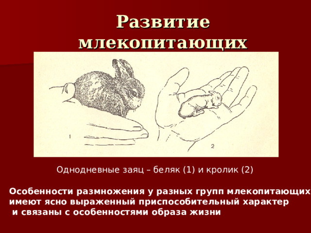 Развитие млекопитающих Однодневные заяц – беляк (1) и кролик (2) Особенности размножения у разных групп млекопитающих имеют ясно выраженный приспособительный характер  и связаны с особенностями образа жизни 