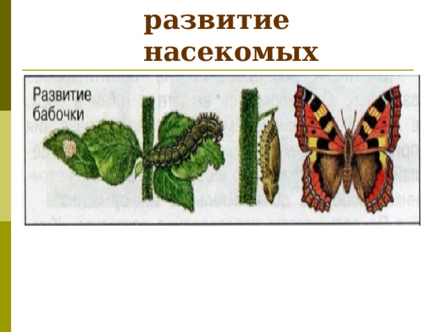 Размножение и развитие  насекомых 