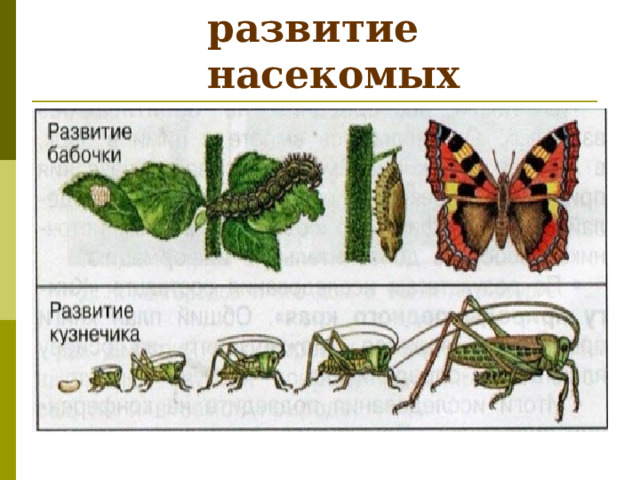 Размножение и развитие  насекомых 