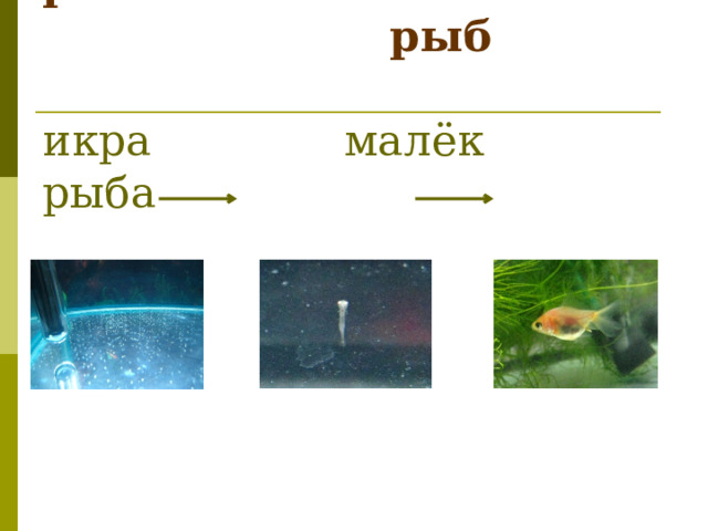  Размножение и развитие  рыб   икра малёк рыба   