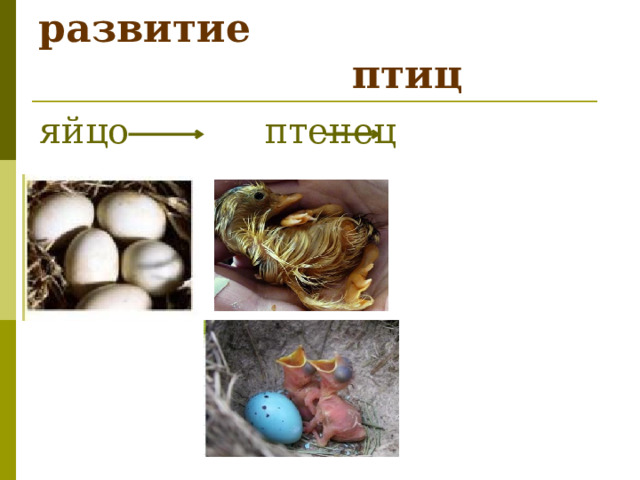  Размножение и развитие  птиц яйцо птенец 