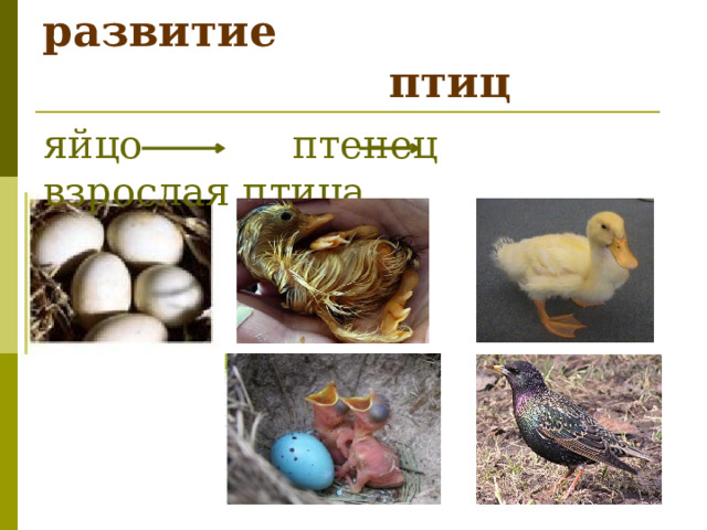  Размножение и развитие  птиц яйцо птенец взрослая птица 