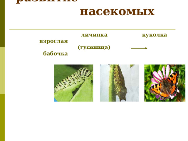 Размножение и развитие  насекомых   личинка куколка взрослая  (гусеница) бабочка      