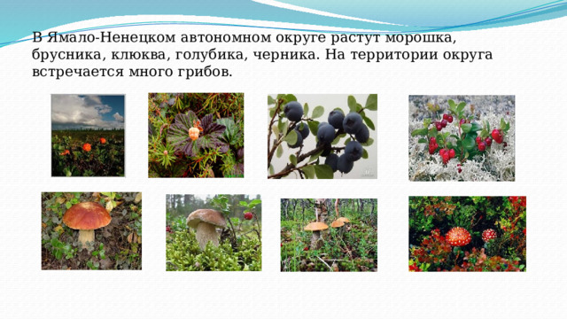 В Ямало-Ненецком автономном округе растут морошка, брусника, клюква, голубика, черника. На территории округа встречается много грибов. 