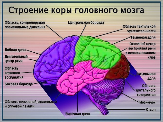 Какой цифрой на рисунке обозначена доля коры отвечающая за зрительное восприятие