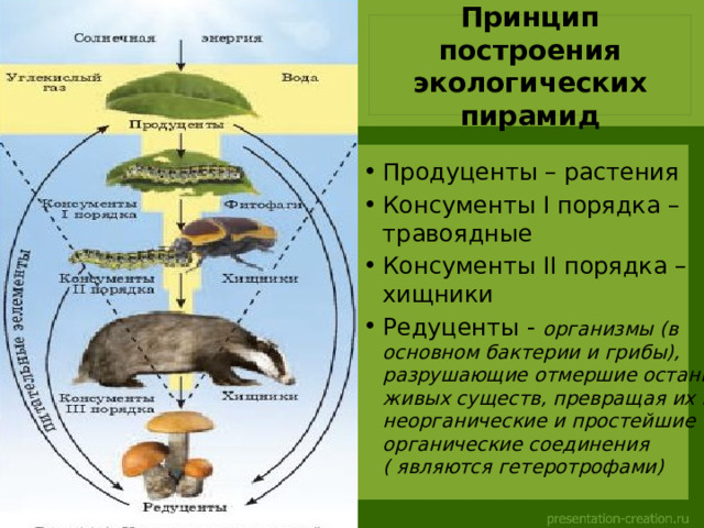 Принцип построения экологических пирамид Продуценты – растения Консументы I порядка – травоядные Консументы II порядка – хищники Редуценты - организмы (в основном бактерии и грибы), разрушающие отмершие останки живых существ, превращая их в неорганические и простейшие органические соединения ( являются гетеротрофами)  