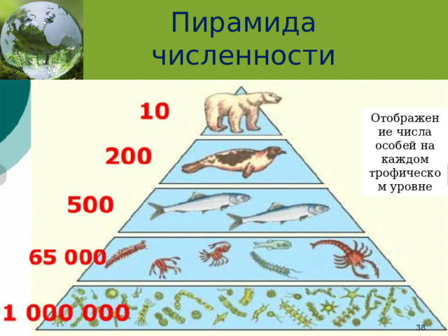 Пирамида численности Отображение числа особей на каждом трофическом уровне 