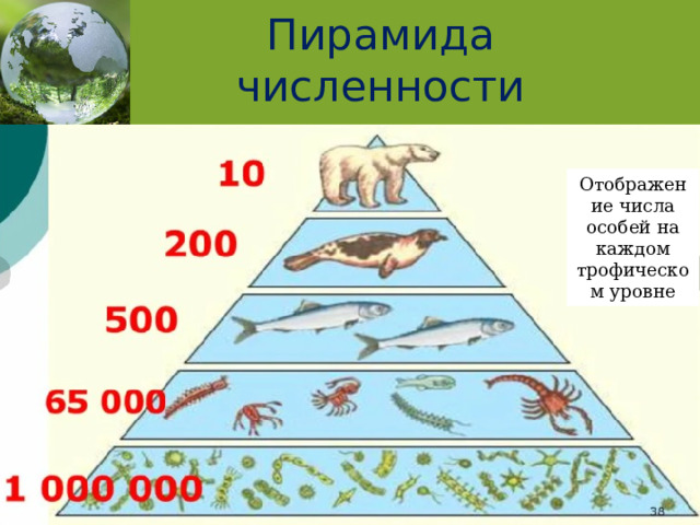 Постройте экологическую пирамиду. Пирамида численности. Пирамида чисел экология. Цепи питания правило экологической пирамиды. Экологическая пирамида состояния городской среды.