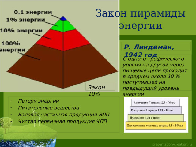 Пирамиды биология 11 класс