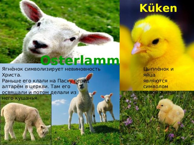Küken Osterlamm Ягнёнок символизирует невиновность Христа. Раньше его клали на Пасху перед алтарём в церкви. Там его освящали и потом делали из него кушанья. Цыплёнок и яйца являются символом новой жизни. 