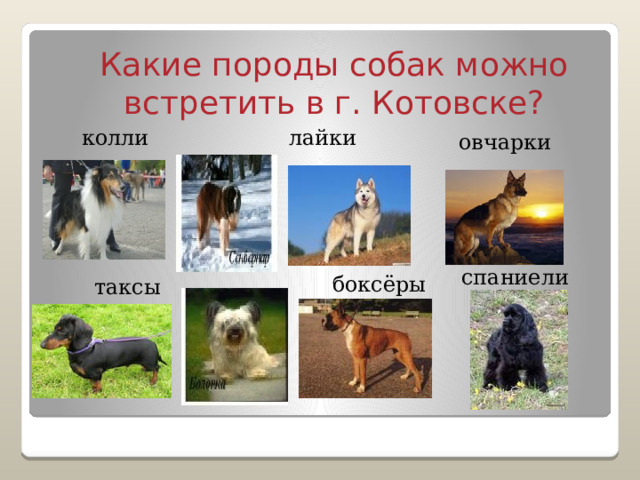 Какие породы собак можно встретить в г. Котовске? колли лайки овчарки спаниели  боксёры таксы 
