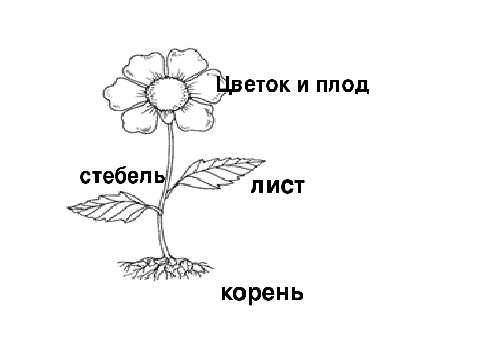 Рисунок схема любого зернового растения 2 класс окружающий мир