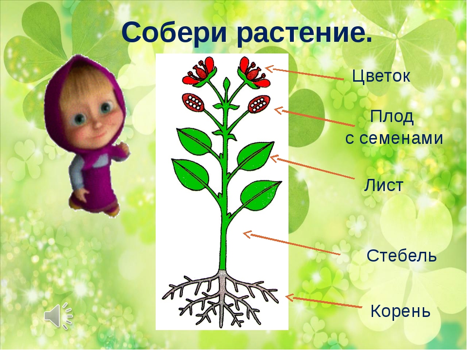 Строение цветка 3 класс окружающий мир схема