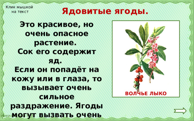 Ядовитые ягоды. Клик мышкой на текст Это красивое, но очень опасное растение. Сок его содержит яд. Если он попадёт на кожу или в глаза, то вызывает очень сильное раздражение. Ягоды могут вызвать очень сильное отравление. ВОЛЧЬЕ ЛЫКО 