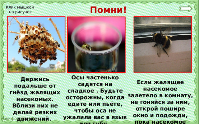  Помни! Клик мышкой на рисунок Осы частенько садятся на сладкое . Будьте осторожны, когда едите или пьёте, чтобы оса не ужалила вас в язык или губу. Держись подальше от гнёзд жалящих насекомых. Вблизи них не делай резких движений. Если жалящее насекомое залетело в комнату, не гоняйся за ним, открой пошире окно и подожди, пока насекомое улетит.  