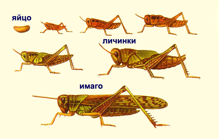 Схема саранчи и бабочки