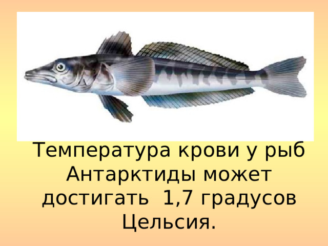 Температура крови у рыб Антарктиды может достигать 1,7 градусов Цельсия.   