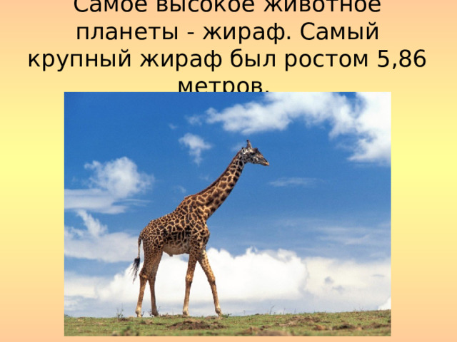 Самое высокое животное планеты - жираф. Самый крупный жираф был ростом 5,86 метров. 