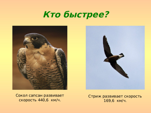 Кто быстрее? Сокол сапсан развивает скорость 440,6 км/ч. Стриж развивает скорость 169,6 км/ч. 