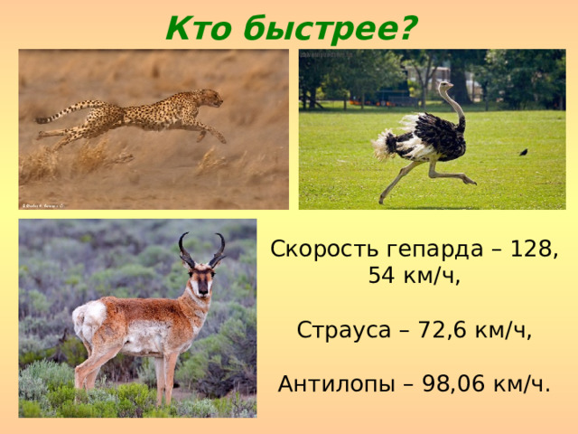 Кто быстрее? Скорость гепарда – 128, 54 км/ч, Страуса – 72,6 км/ч, Антилопы – 98,06 км/ч. 