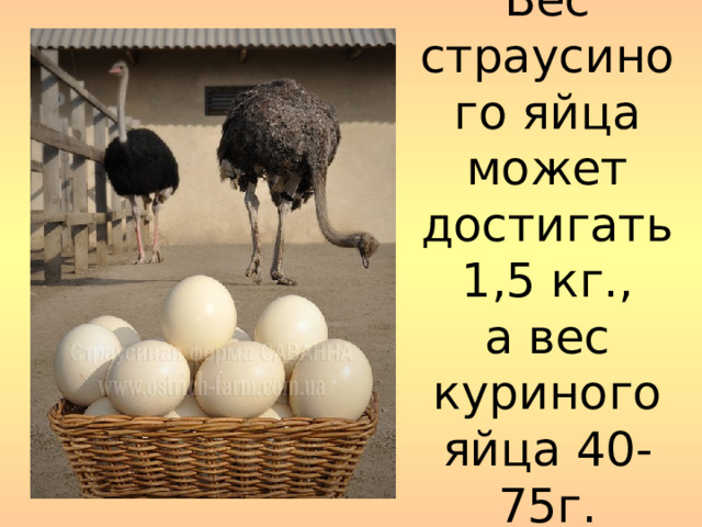  Вес страусиного яйца может достигать 1,5 кг.,  а вес куриного яйца 40-75г.    