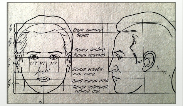 Чему равна длина носа на рисунке пропорциональной головы человека
