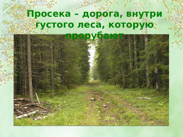 Просека – дорога, внутри густого леса, которую прорубают 