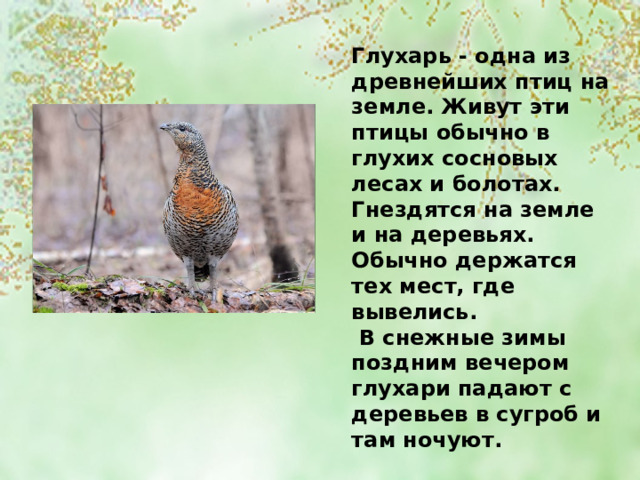 Глухарь - одна из древнейших птиц на земле. Живут эти птицы обычно в глухих сосновых лесах и болотах. Гнездятся на земле и на деревьях. Обычно держатся тех мест, где вывелись.  В снежные зимы поздним вечером глухари падают с деревьев в сугроб и там ночуют. 