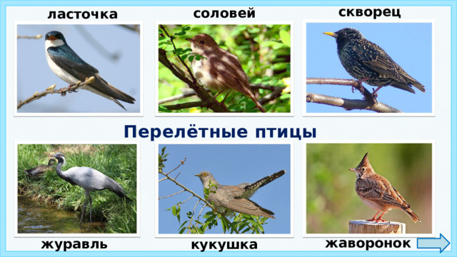 скворец соловей ласточка Перелётные птицы жаворонок журавль кукушка 