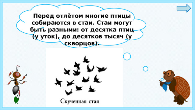 Перед отлётом многие птицы собираются в стаи. Стаи могут быть разными: от десятка птиц (у уток), до десятков тысяч (у скворцов).  