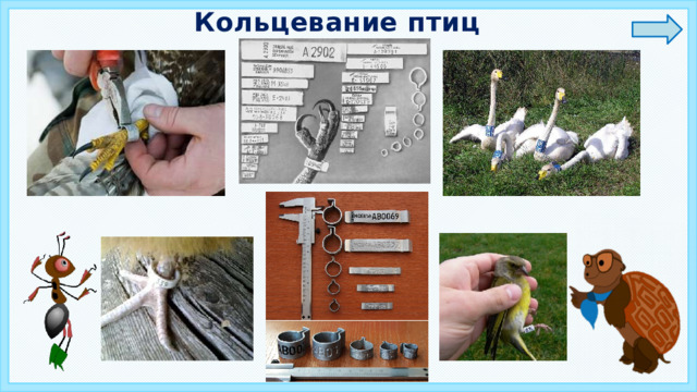 Кольцевание птиц 