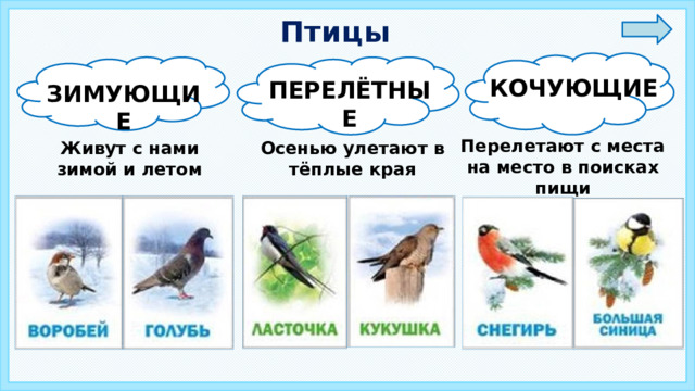 Птицы КОЧУЮЩИЕ ПЕРЕЛЁТНЫЕ ЗИМУЮЩИЕ Перелетают с места на место в поисках пищи Живут с нами зимой и летом Осенью улетают в тёплые края 