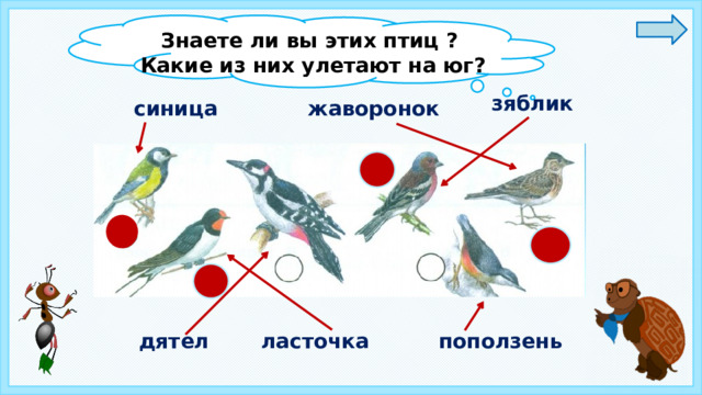 Знаете ли вы этих птиц ?  Какие из них улетают на юг?  зяблик  жаворонок синица  дятел  ласточка  поползень 9 