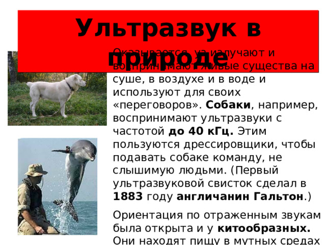 Ультразвук в природе Оказывается, уз излучают и воспринимают живые существа на суше, в воздухе и в воде и используют для своих «переговоров». Собаки , например, воспринимают ультразвуки с частотой до 40 кГц. Этим пользуются дрессировщики, чтобы подавать собаке команду, не слышимую людьми. (Первый ультразвуковой свисток сделал в 1883 году англичанин Гальтон .) Ориентация по отраженным звукам была открыта и у китообразных. Они находят пищу в мутных средах на значительных глубинах даже ночью.  