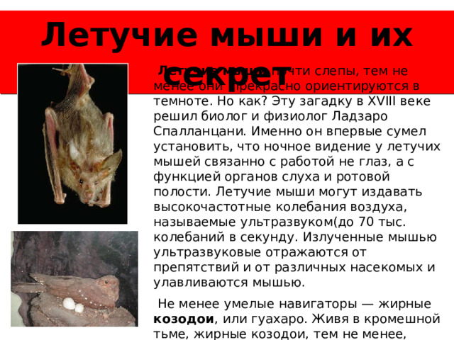 Летучие мыши и их секрет  Летучие мыши почти слепы, тем не менее они прекрасно ориентируются в темноте. Но как? Эту загадку в XVIII веке решил биолог и физиолог Ладзаро Спалланцани. Именно он впервые сумел установить, что ночное видение у летучих мышей связанно с работой не глаз, а с функцией органов слуха и ротовой полости. Летучие мыши могут издавать высокочастотные колебания воздуха, называемые ультразвуком(до 70 тыс. колебаний в секунду. Излученные мышью ультразвуковые отражаются от препятствий и от различных насекомых и улавливаются мышью.  Не менее умелые навигаторы — жирные козодои , или гуахаро. Живя в кромешной тьме, жирные козодои, тем не менее, приспособились виртуозно летать по пещерам.  