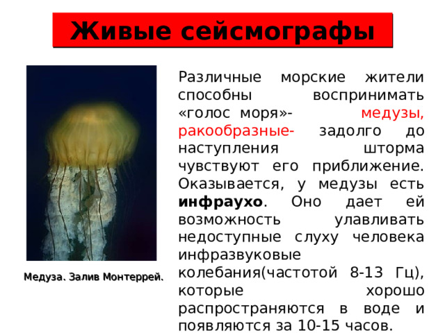 Живые сейсмографы Различные морские жители способны воспринимать «голос моря»- медузы, ракообразные- задолго до наступления шторма чувствуют его приближение. Оказывается, у медузы есть инфраухо . Оно дает ей возможность улавливать недоступные слуху человека инфразвуковые колебания(частотой 8-13 Гц), которые хорошо распространяются в воде и появляются за 10-15 часов. Медуза. Залив Монтеррей.  