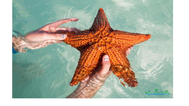Свое название морские звезды получили благодаря своей оригинальной форме: они имеют от 5 до 40 конечностей (лучей). Морские звезды составляют более 1500 видов и обитают в основном на дне морей. Пресную воду морские звезды не любят. Их диаметр варьируется от 1 сантиметра до 1 метра.   Эти животные - хищники. Питаются звезды моллюсками и различными донными беспозвоночными. Живут морские звезды в среднем 30 лет.  