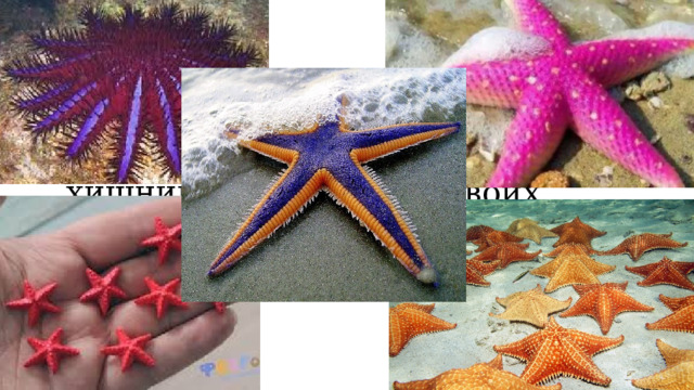 Звёзды бывают разные по цвету и размеру. Морские звёзды – хищницы. С помощью своих лучей они открывают створки ракушек и съедают их. 