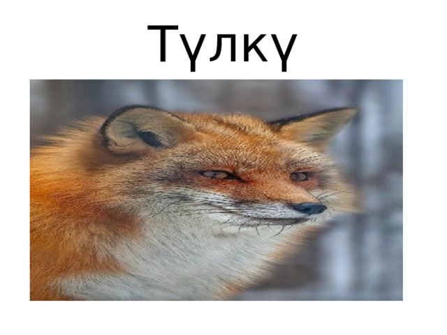 Түлкү 