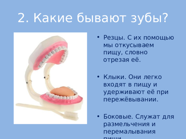 2. Какие бывают зубы? Резцы. С их помощью мы откусываем пищу, словно отрезая её. Клыки. Они легко входят в пищу и удерживают её при пережёвывании. Боковые. Служат для размельчения и перемалывания пищи.  