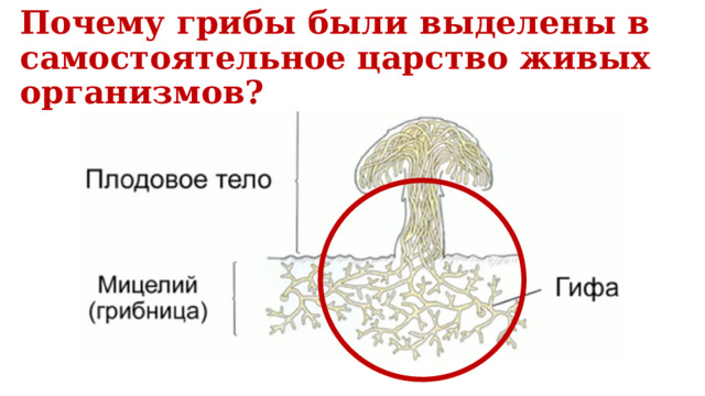 Почему грибы были выделены в самостоятельное царство живых организмов? Гифы – грибные разветвленные нити. Мицелий (грибница) – тело гриба, состоящее из множества гиф.  