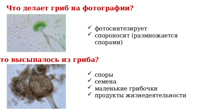 Что делает гриб на фотографии? фотосинтезирует спороносит (размножается спорами) Что высыпалось из гриба? споры семена маленькие грибочки продукты жизнедеятельности 