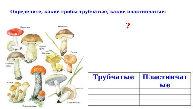  Определите, какие грибы трубчатые, какие пластинчатые:   ? Трубчатые   Пластинчатые            