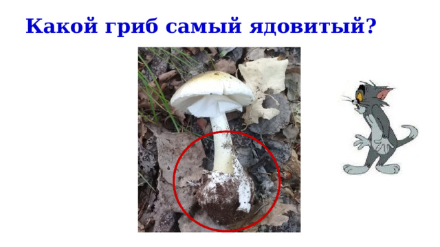 Какой гриб самый ядовитый? 