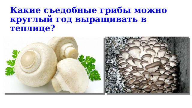 Какие съедобные грибы можно круглый год выращивать в теплице? 