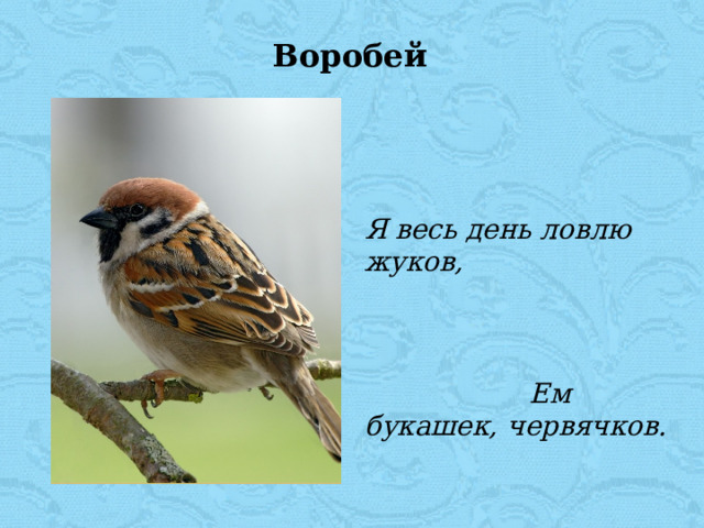 Найди или придумай загадку о воробье запиши и нарисуй