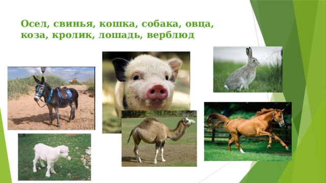 Осел, свинья, кошка, собака, овца, коза, кролик, лошадь, верблюд   